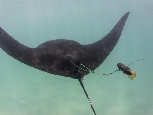A manta ray swims in the ocean, a small cylindrical device is attached to its back.